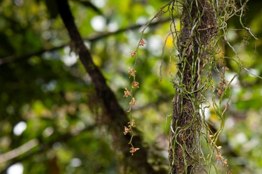 西藏新发现兰科植物一新记录种