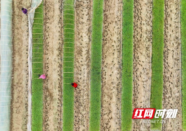 湖南道县：早稻秧苗管护忙（组图）