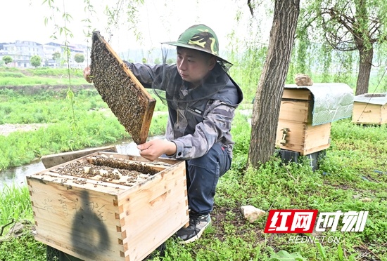 隆回金石桥镇：“90后”罗中旺痴迷养蜂 酿造“甜蜜事业”