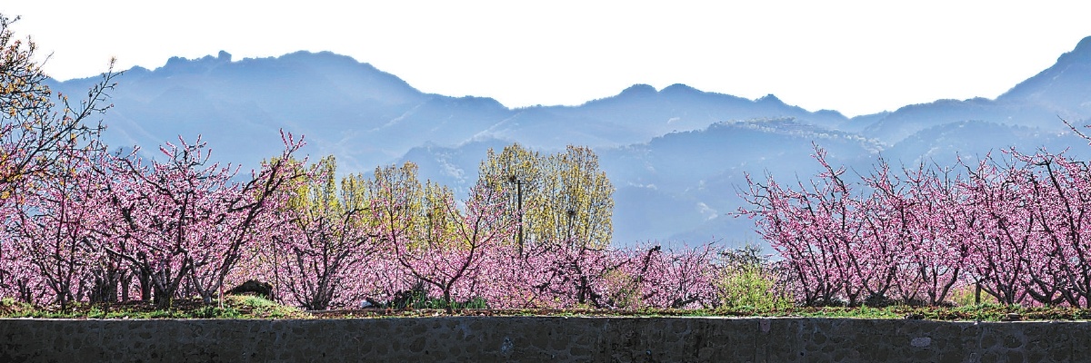 北京平谷桃花节办了30余年，从带货大桃到带火文旅