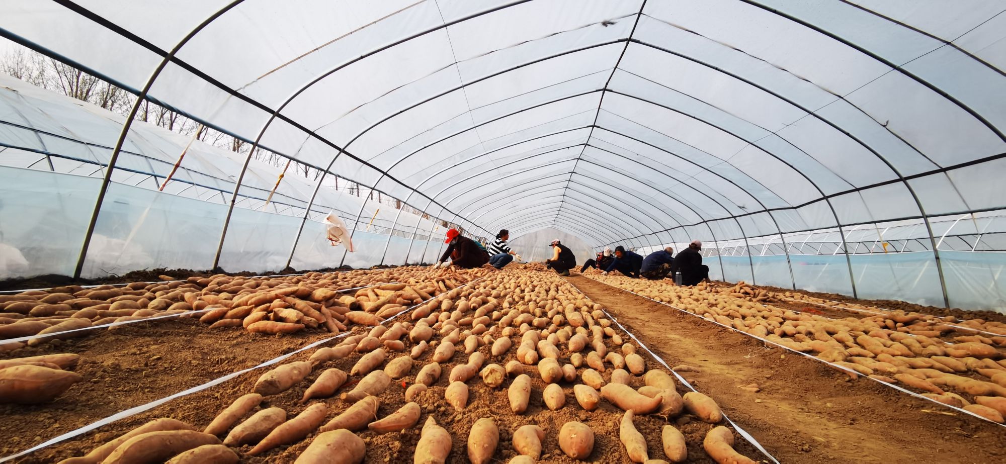 ​“博士农场+村集体” 助力平谷甘薯产业高质量发展