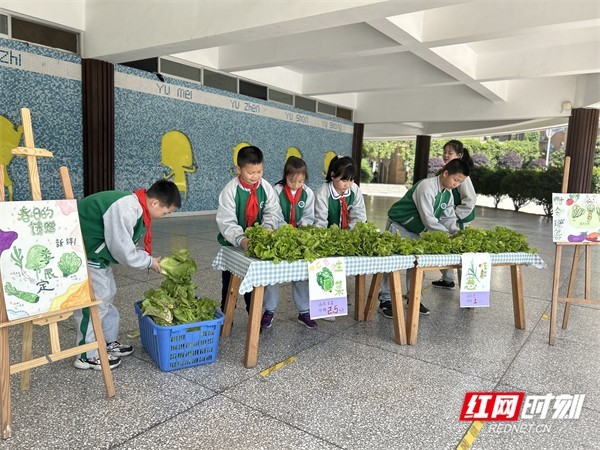 长沙泰禹小学学生劳动节前收获自种蔬菜 老师上演现场砍价