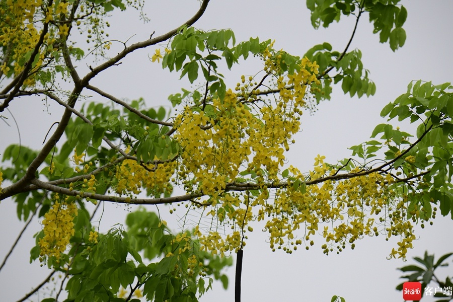 原创组图丨忽而今夏，海口腊肠树下尽是“黄金雨”