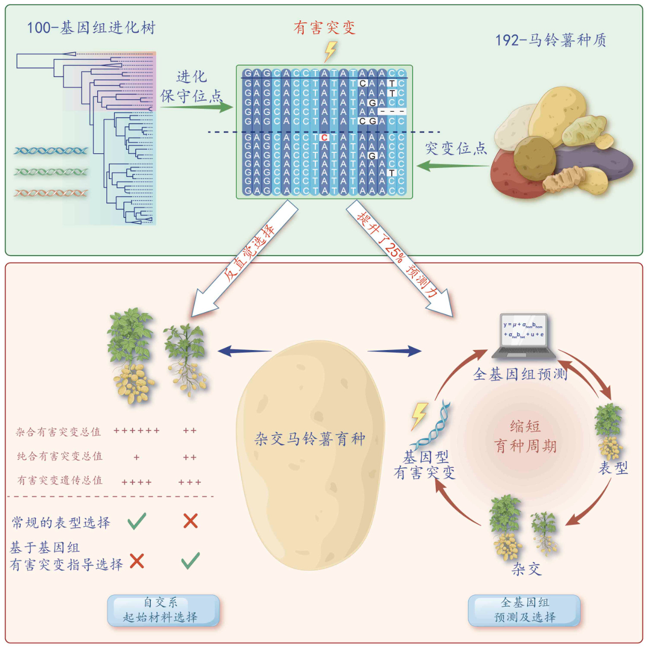 中国热科院开发“进化透镜”技术 加快杂交马铃薯育种