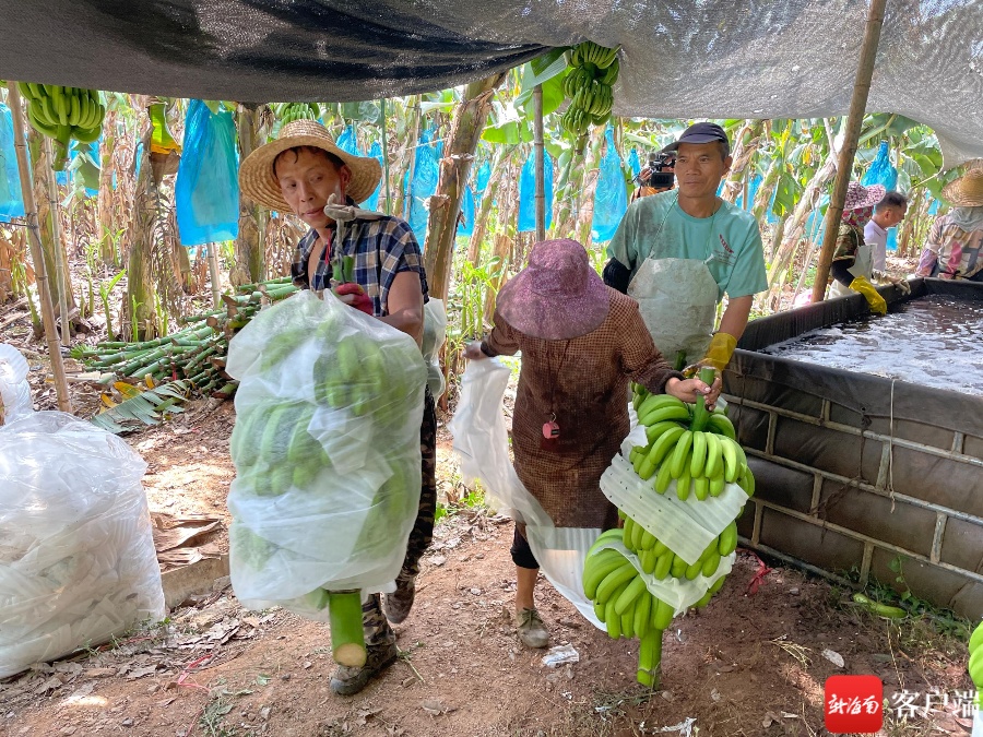 “如此多蕉”！昌江十月田镇两村联手发展200亩香蕉种植基地