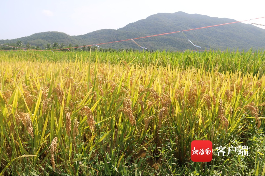 首次试种亩产903.35公斤！“杂交水稻双季亩产3000斤”新配组合测产在三亚举行