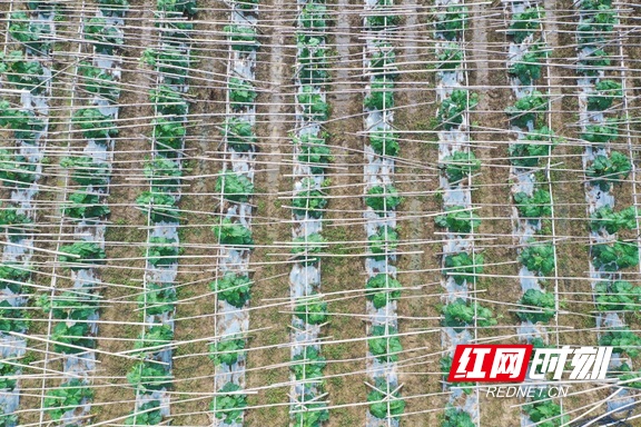 衡山：田间绿意浓 蔬菜“抢鲜”上市