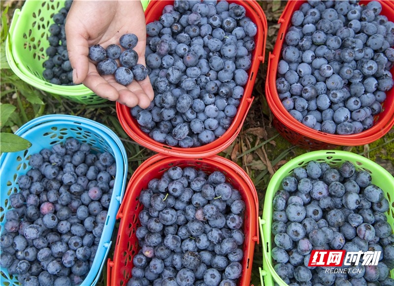 道县：蓝莓果熟 助农增收