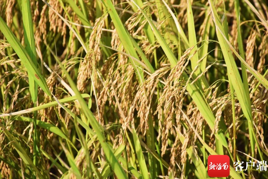 文昌1500余亩早造水稻迎来收割 高标准农田改造促丰收