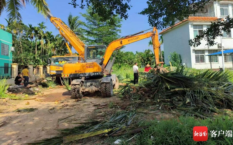 安全海南 | 清理安全隐患 万宁北大镇拆除幼儿园13棵椰子树