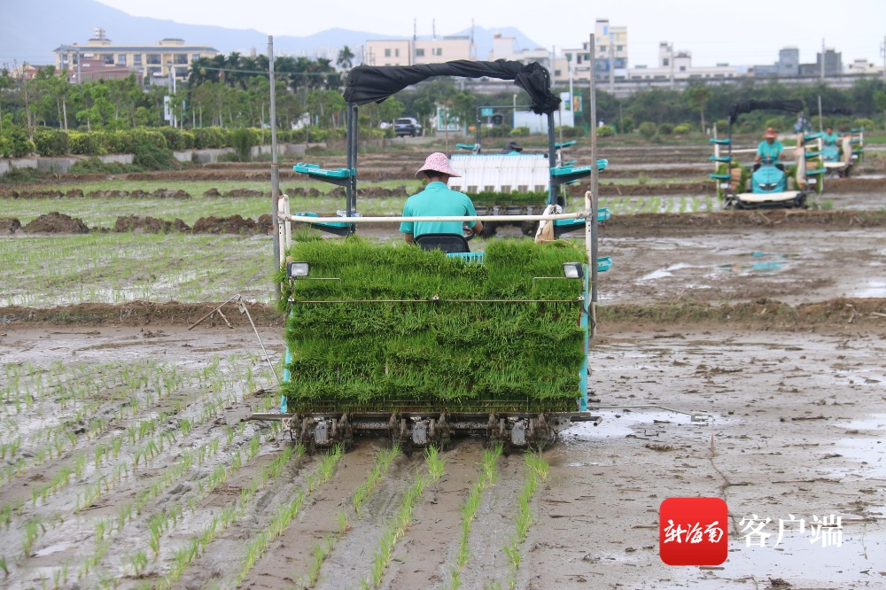 三亚推广种植优质高产水稻新品种 确保夏粮生产