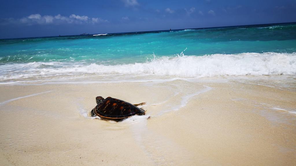 西沙群岛北岛被救助绿海龟放归大海