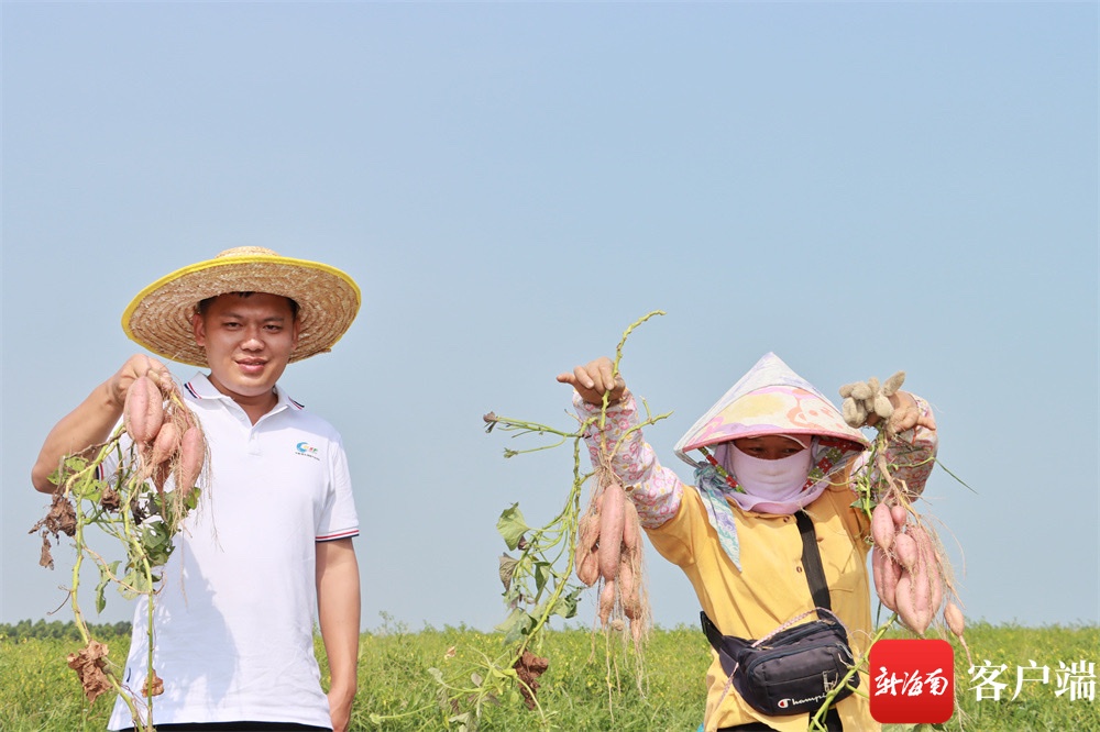 昌江广陵400亩甘薯丰收 助力“陵家好薯”农产品品牌打造
