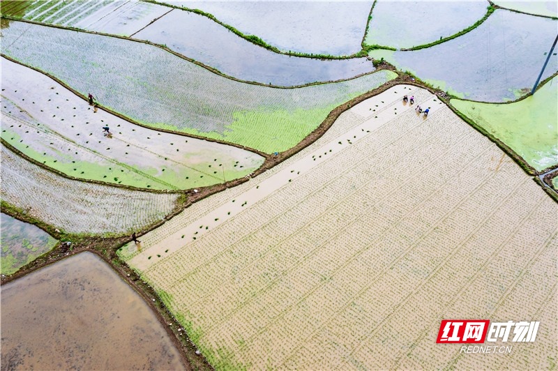 永州东安：山区水稻种植正当时