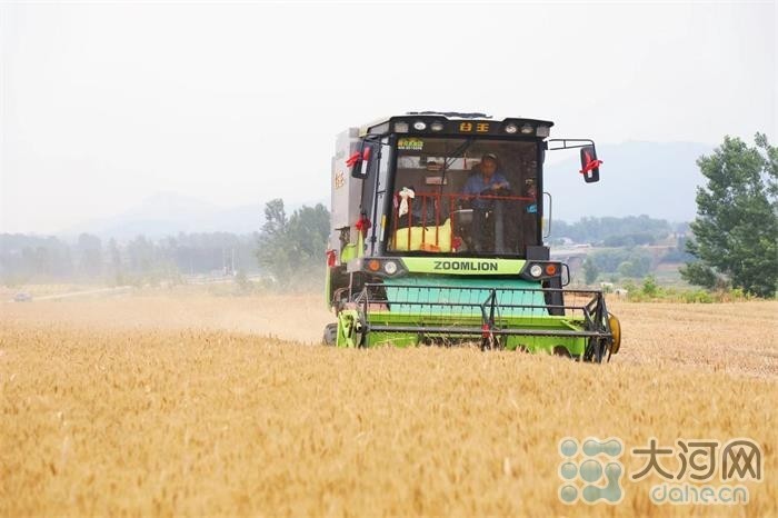 河南叶县：96万亩小麦开镰收割