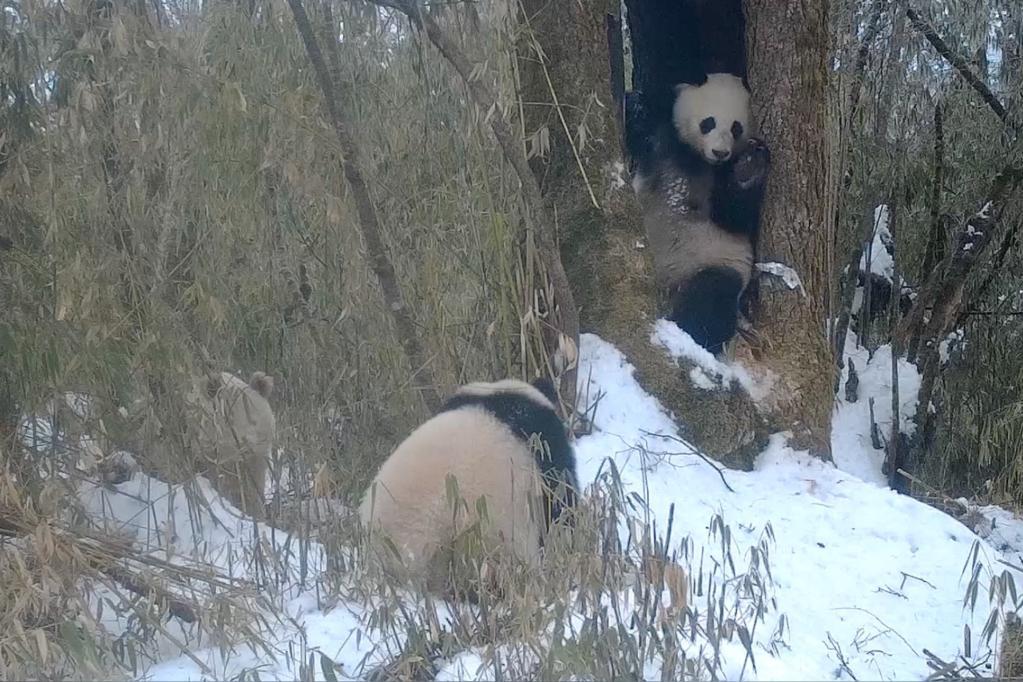 新华全媒+丨四川卧龙多次拍到白色大熊猫活动影像