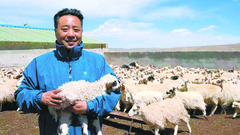 俯下身子在羊圈里搞科研——记2020年度青海省科学技术重大贡献奖获得者、青海大学农牧学院教授侯生珍