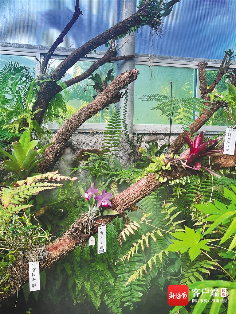 海南周刊 | 三亚林科院国家热带兰花种质资源库：珍稀兰花“大观园”