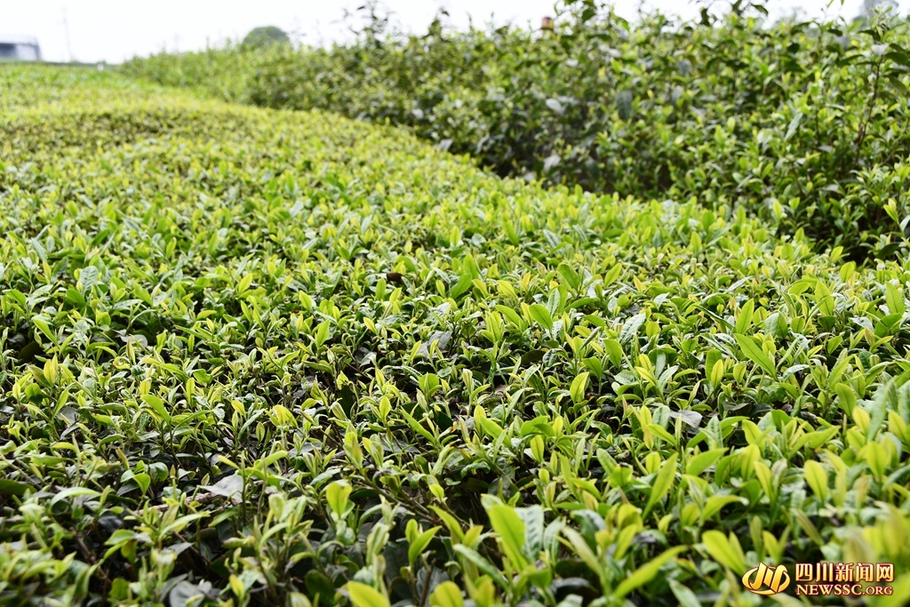 【川茶文化10人谈】李奇红：让传统的茶叶获得更多的认可