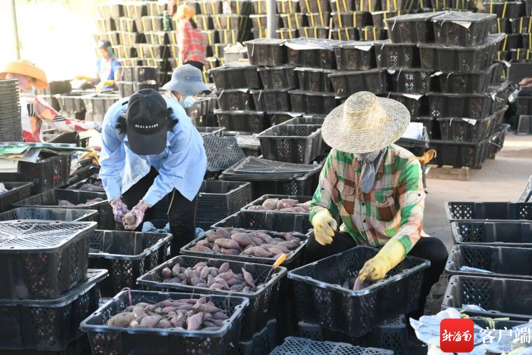 文昌海沙地瓜亩产最高达6000斤 订单式销售助农增收