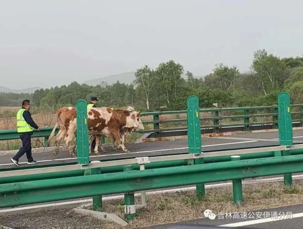 三头牛高速公路上散步 急坏失主报警求助