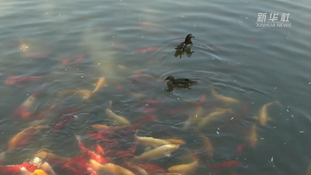 生态“筑巢” 北京农展馆后湖成为鸟类乐园