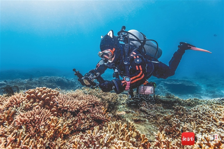 有一种浪漫叫海底种珊瑚！三亚政企和游客共同推动珊瑚礁修复