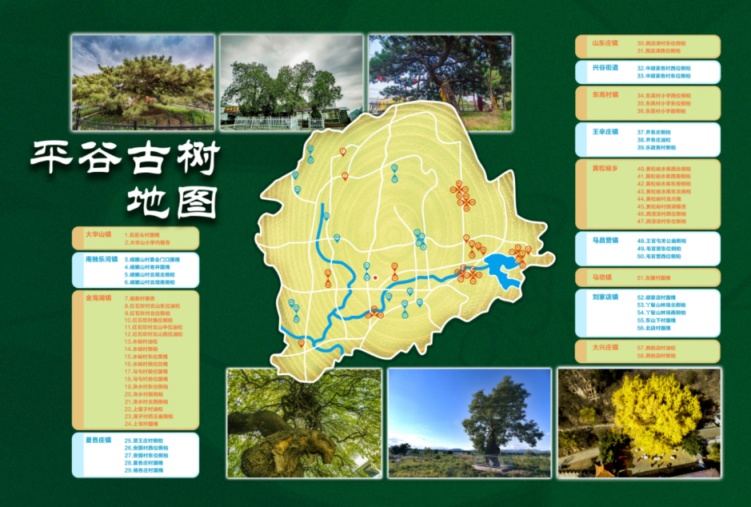 平谷发布古树地图，全区58株古树树种、位置一图查
