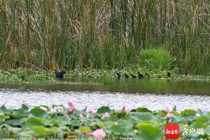 宜居乐园！这对国家二级重点保护“鸟夫妻”在昌江海尾国家湿地公园生了六胞胎