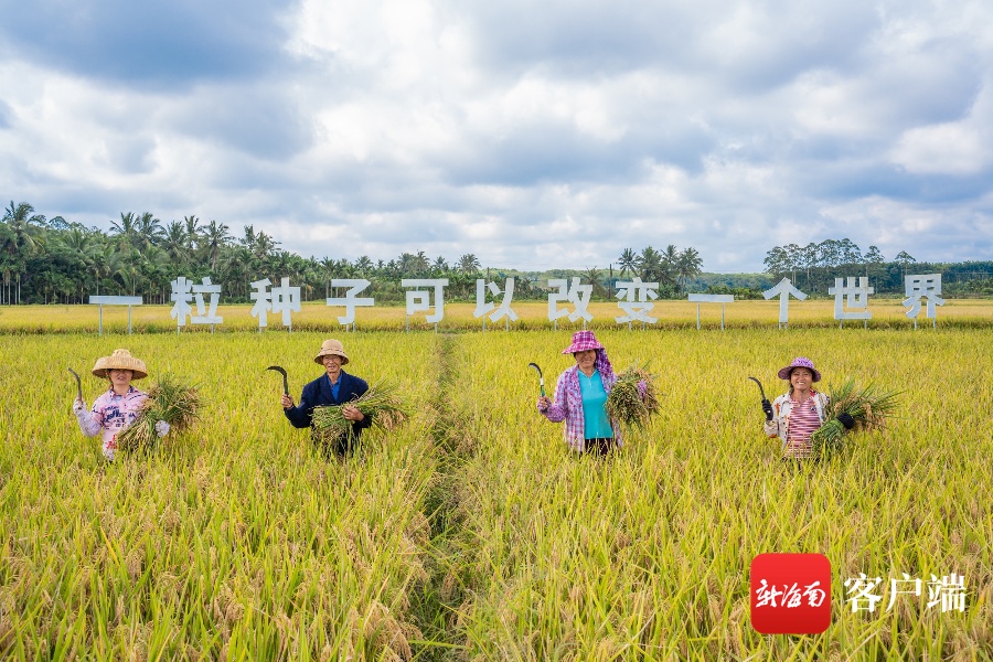 幸福看得“稻”| 稻米的全产业链之旅 将从海口琼山现代农业产业园启程