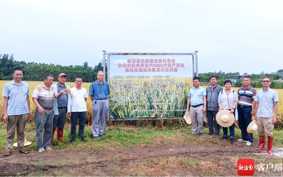 临高两试验超级水稻早造平均亩产达1005.18公斤