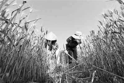 大兴瀛海三千余亩小麦迎丰收
