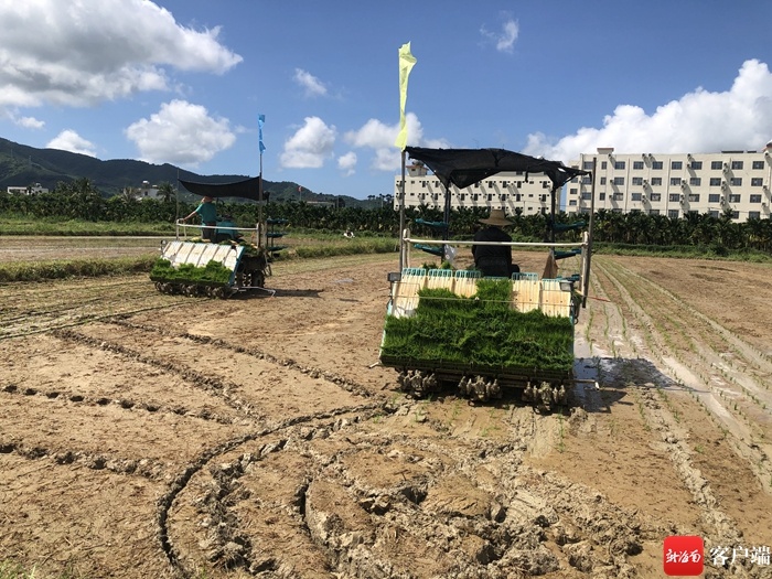 三亚：推广水稻种植机械化技术 助力种业振兴