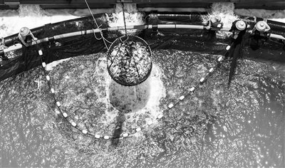 湛江湾实验室:打造海洋科技整合平台 锻造南海科技栋梁