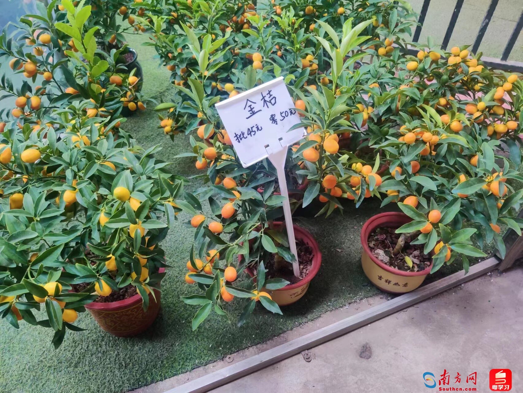 现在可以种哪些花 202401150015325312.jpg