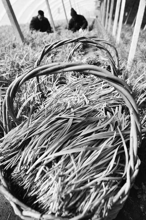 鹿儿韭介绍 202403231347094783.jpg