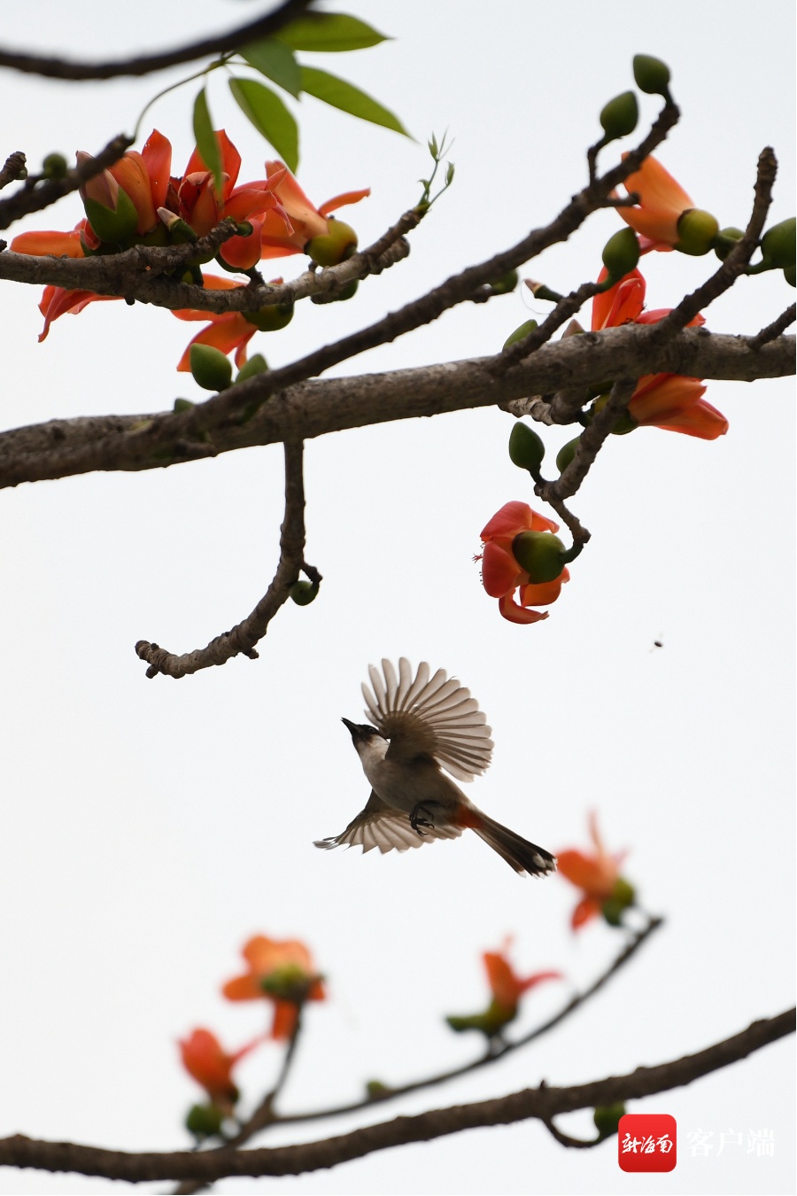 树上小鸟啼 202404061705512168.jpg