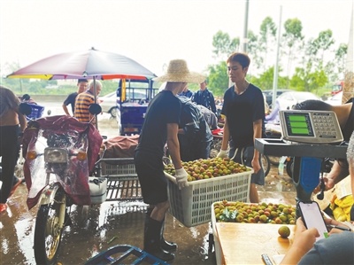 新电商走进茂名荔枝产业带 助力乡村振兴广东荔枝来了!持续上云“出圈”