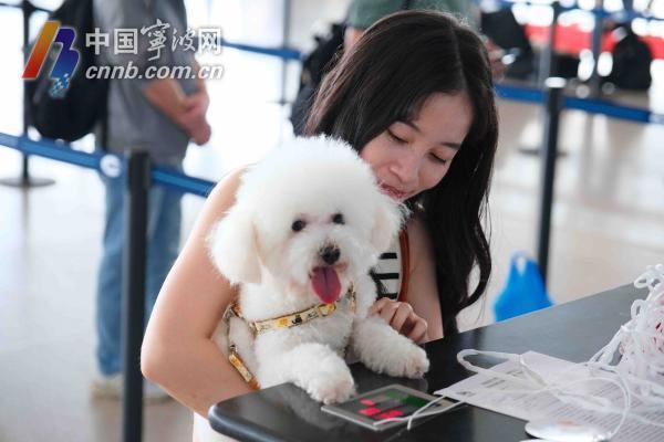 什么宠物可以上飞机客舱 202405312259457065.jpg