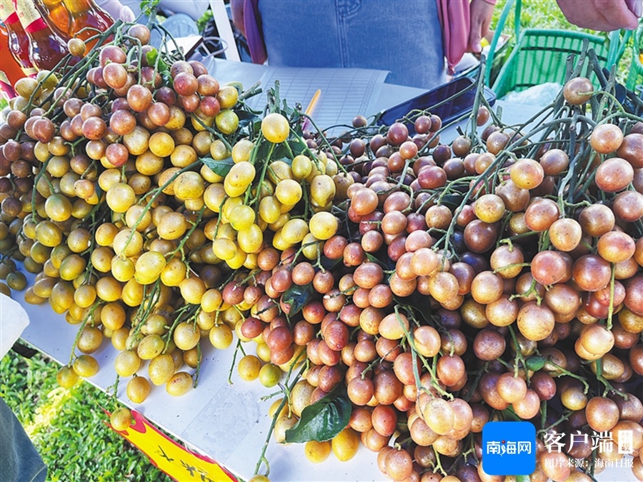 黄皮是哪个季节的 202406140838435404.jpg