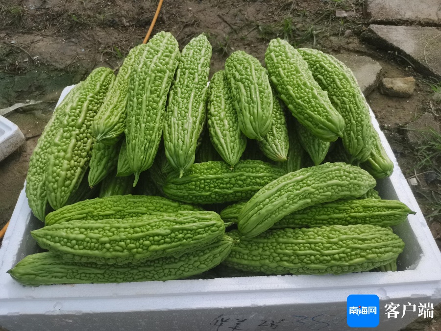 凉瓜种植技术,凉瓜种植技术与管理视频