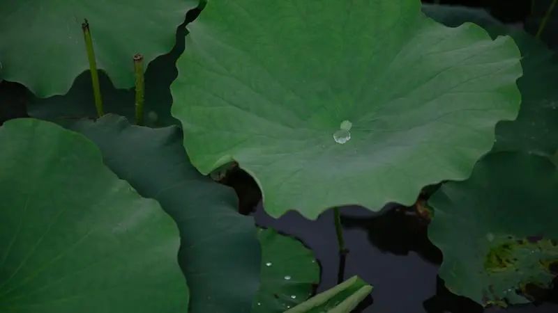 荷叶之梦,探索内心深处的宁静与成长 荷叶之梦,探索内心深处的宁静与成长