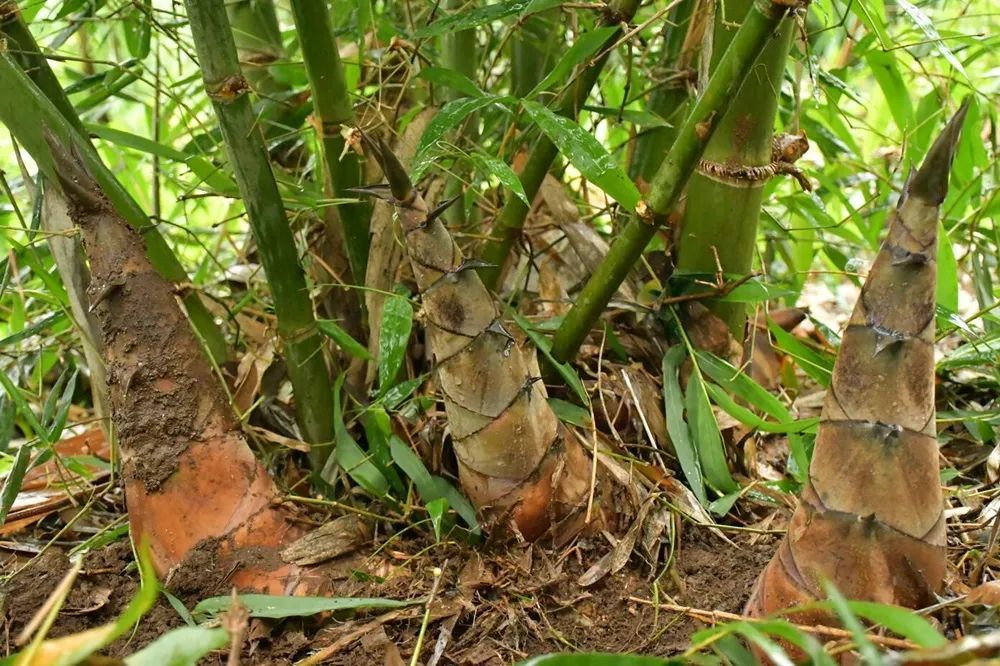 笋是不是就是竹子 202407221307193043.jpg