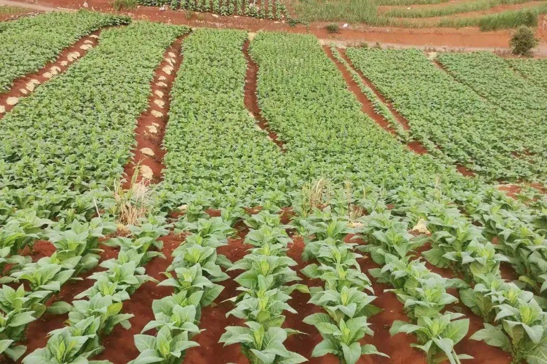 多少级可以采魔草 202407261054257433.jpg