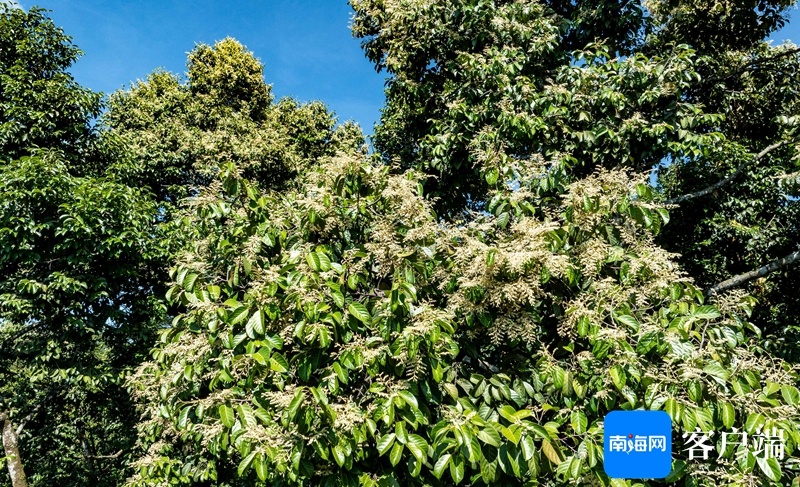 桑是不是国家保护植物 202408041139105633.jpg