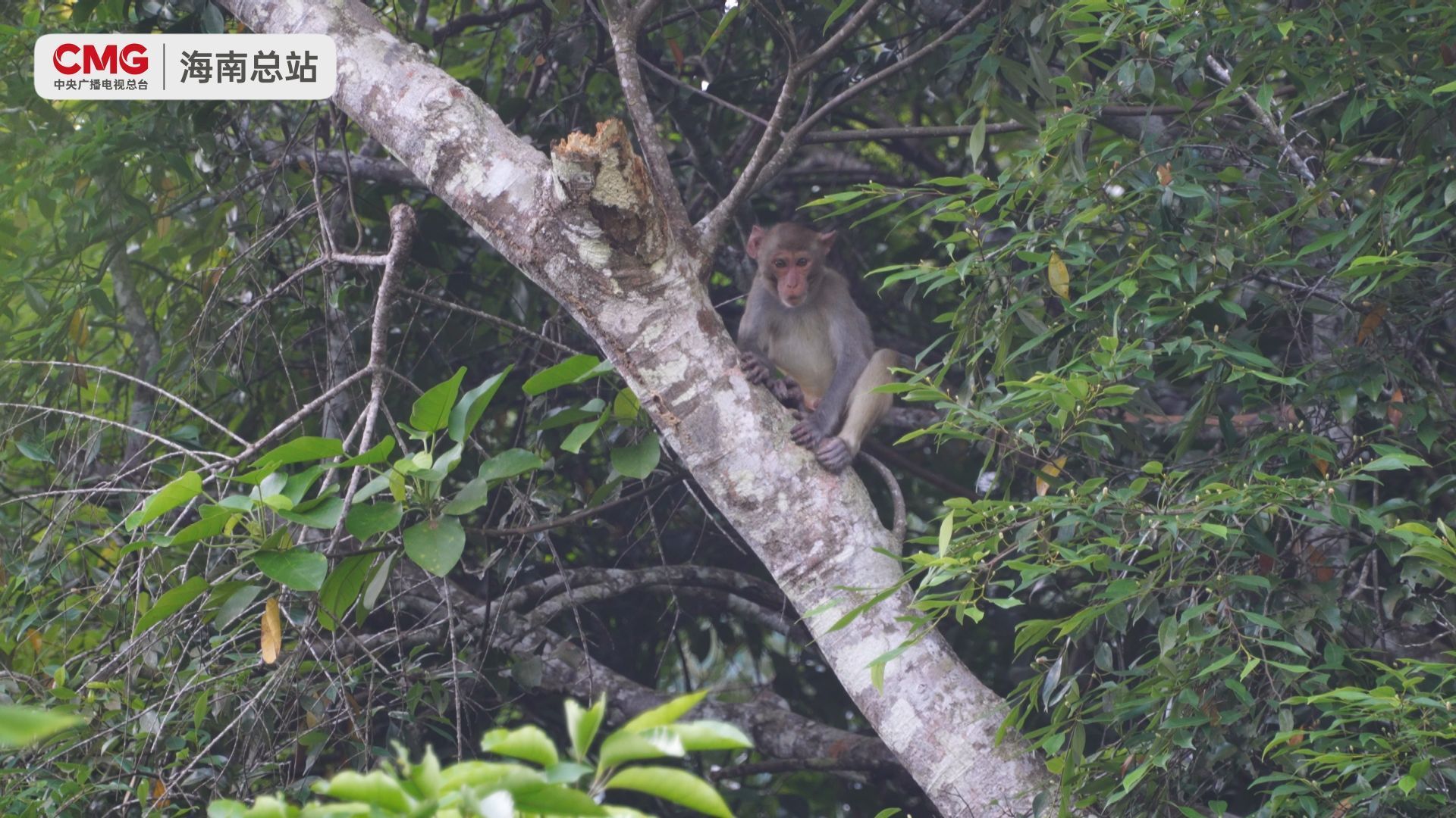 了解海南热带雨林 20240820213732937.jpg
