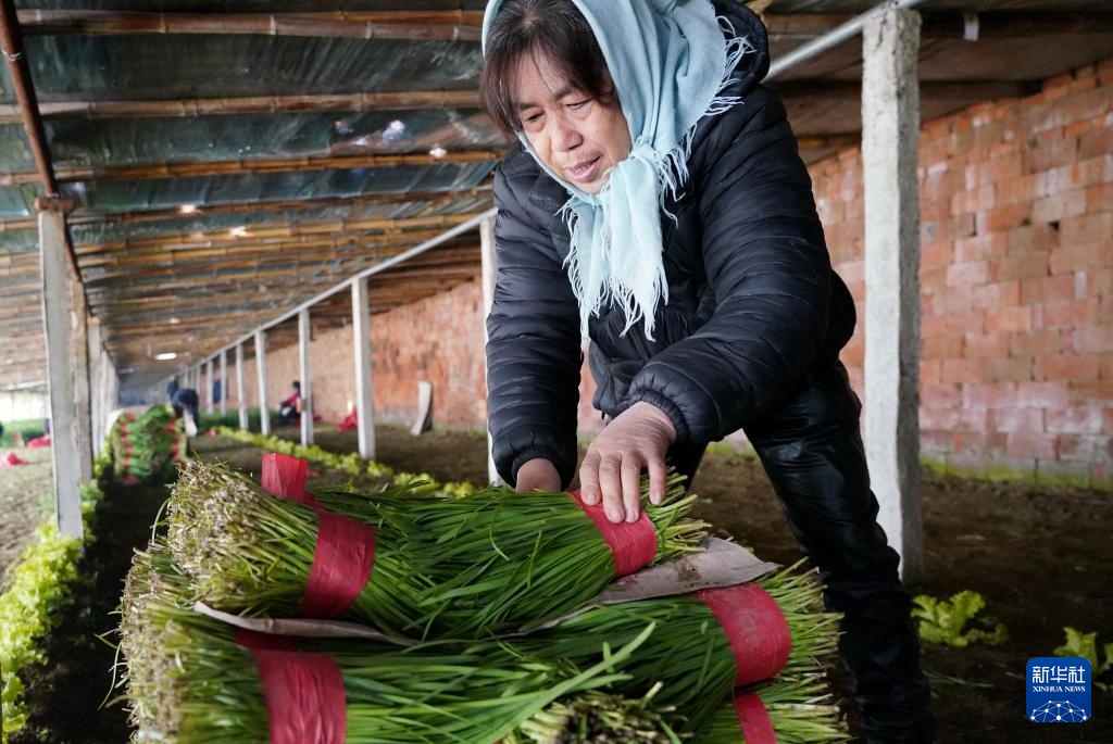 必赢下载河北抚宁：高品质蔬菜种植促增收(图1)