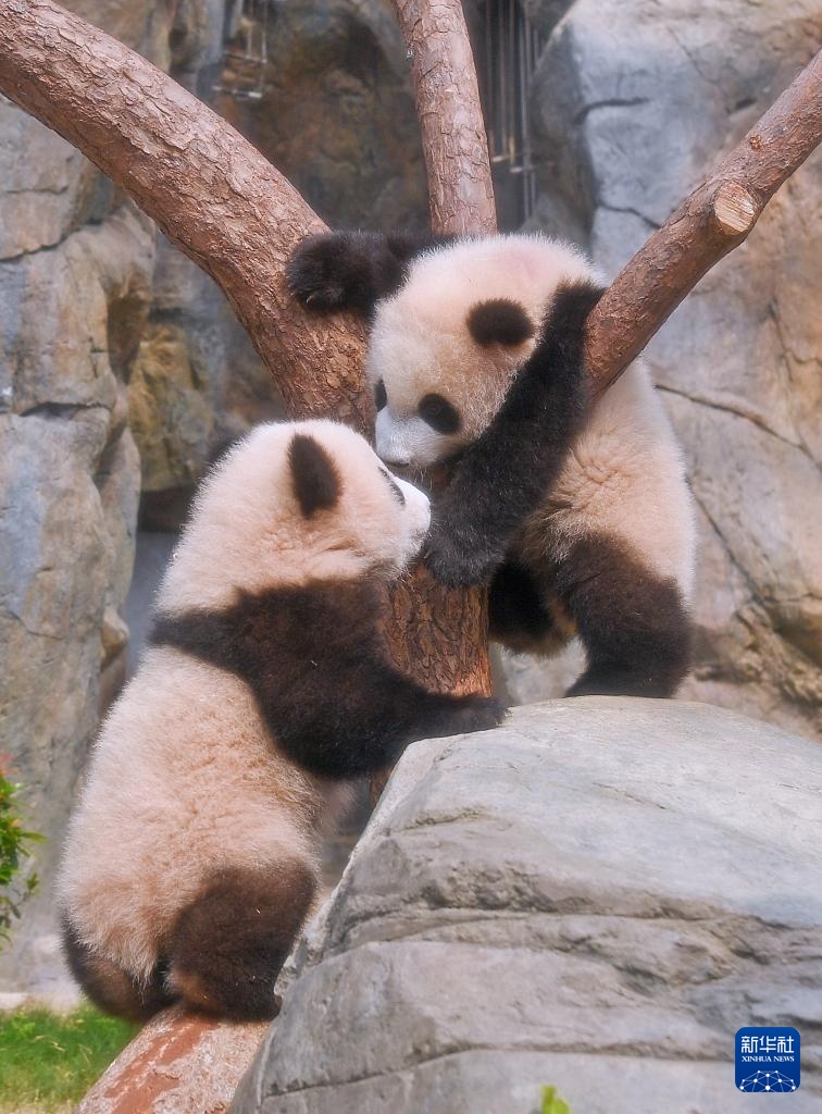 九游娱乐：香港为首对龙凤胎大熊猫宝宝举行亮相仪式(图1)