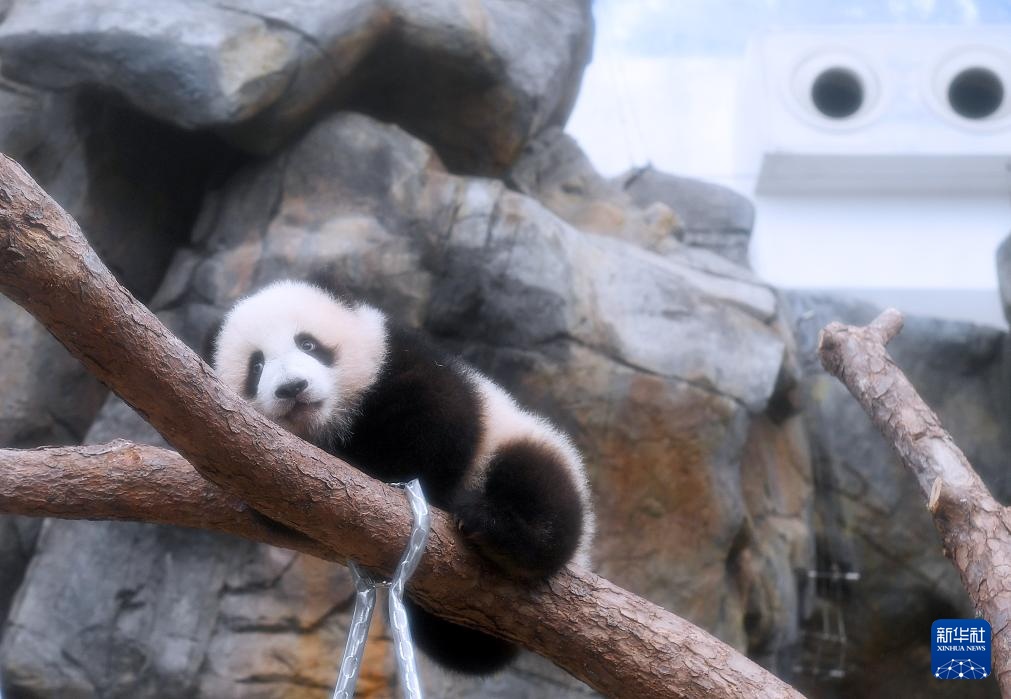 九游娱乐：香港为首对龙凤胎大熊猫宝宝举行亮相仪式(图3)