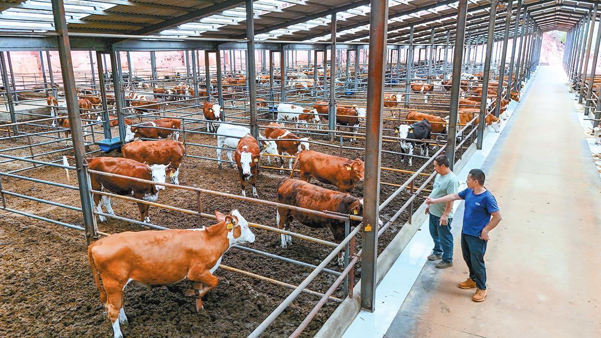 易门犇犇畜牧江口肉牛基地二期扩建正酣 肉牛养殖“犇”幸福 乡村振兴添“牛”劲
